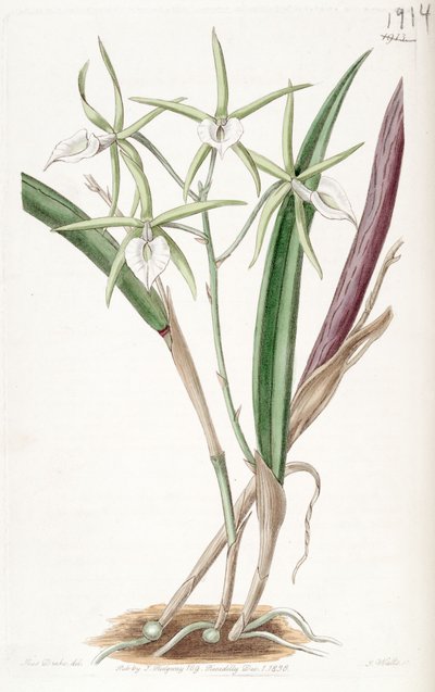 Brassavola subulifolia by Miss Drake